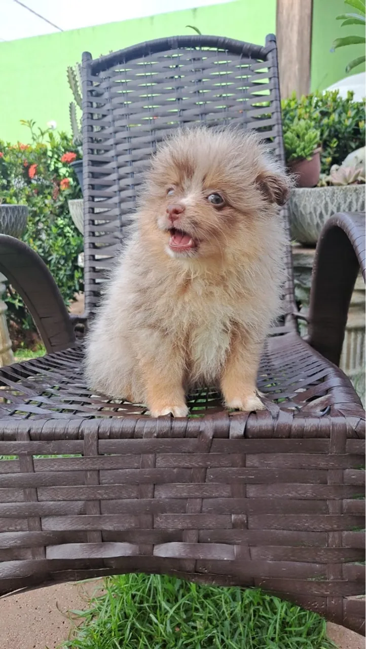 Spitz alemão macho cor merle olhos claros 