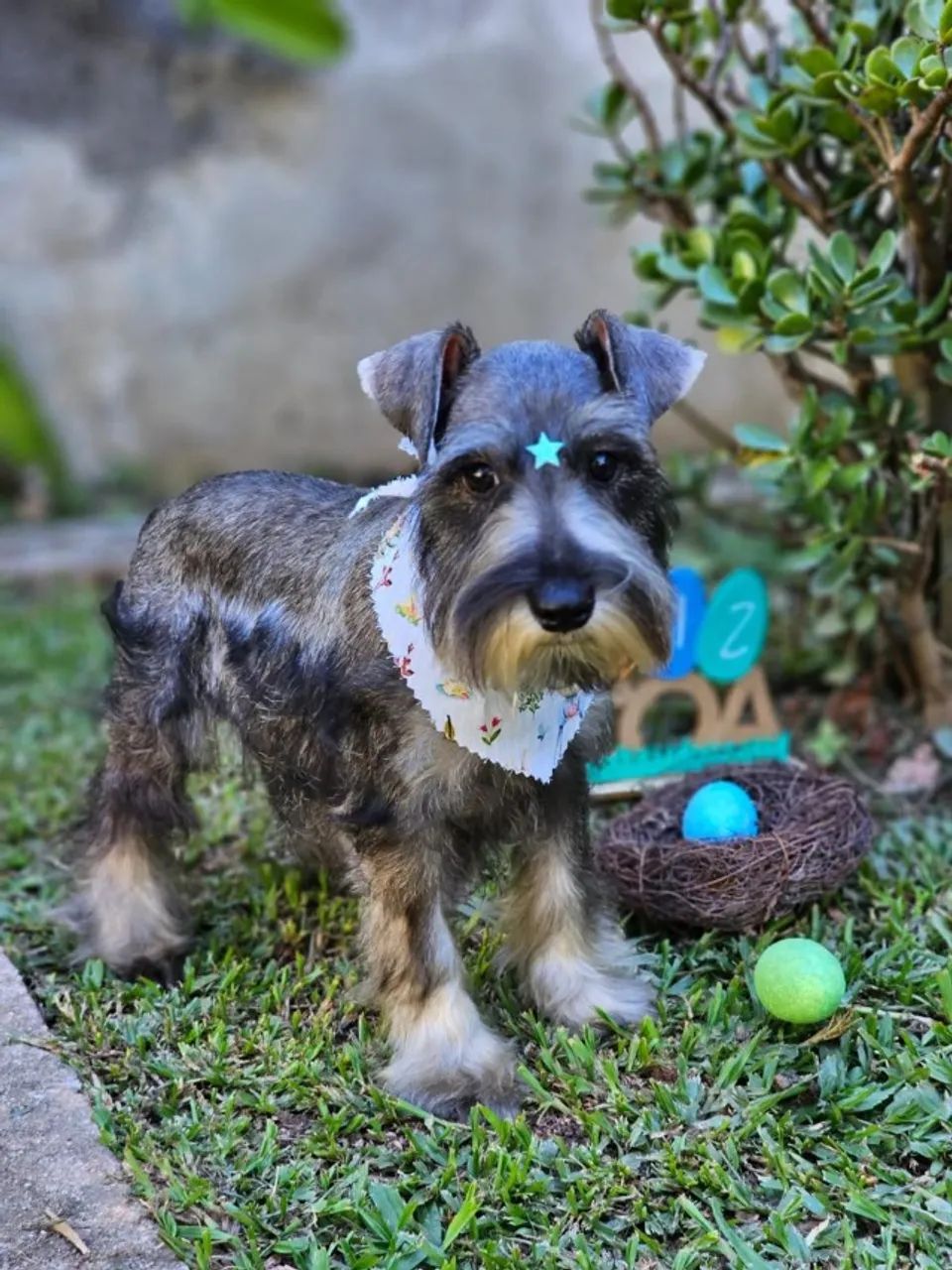 Schnauzer Miniatura | Criação Responsável