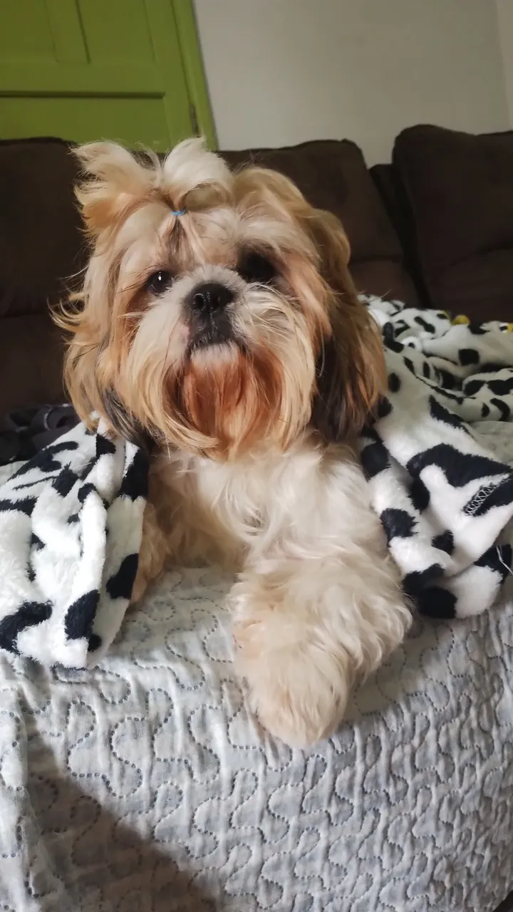 Shih Tzu Charmoso e Fofo