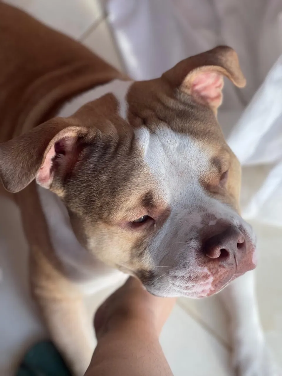 Pitbull american pocket pra cruzar