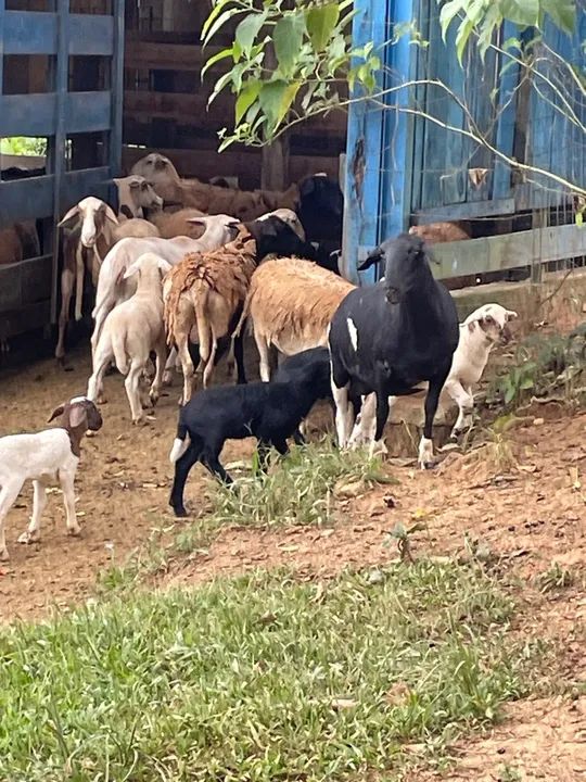Ovelhas