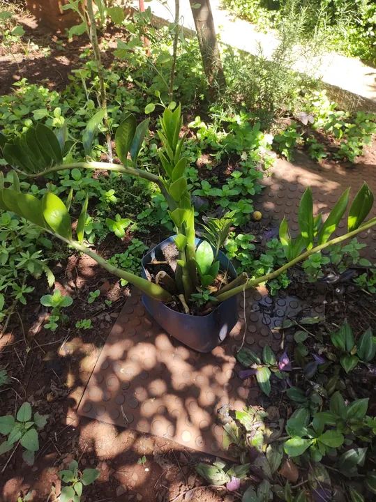 Vende se Planta Zamioculcas Zamiifolia - Para sua casa!