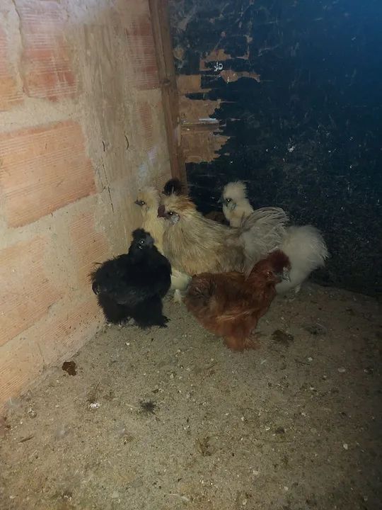 Galinha sedosa do Japão  - Foto 4