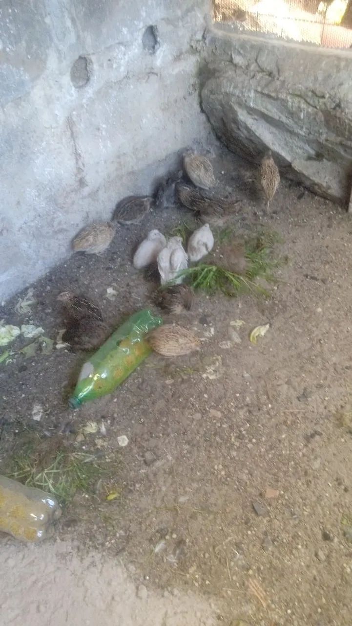 Vendo cordona gigante começando pustura agora 15 cada chama ZAP * 