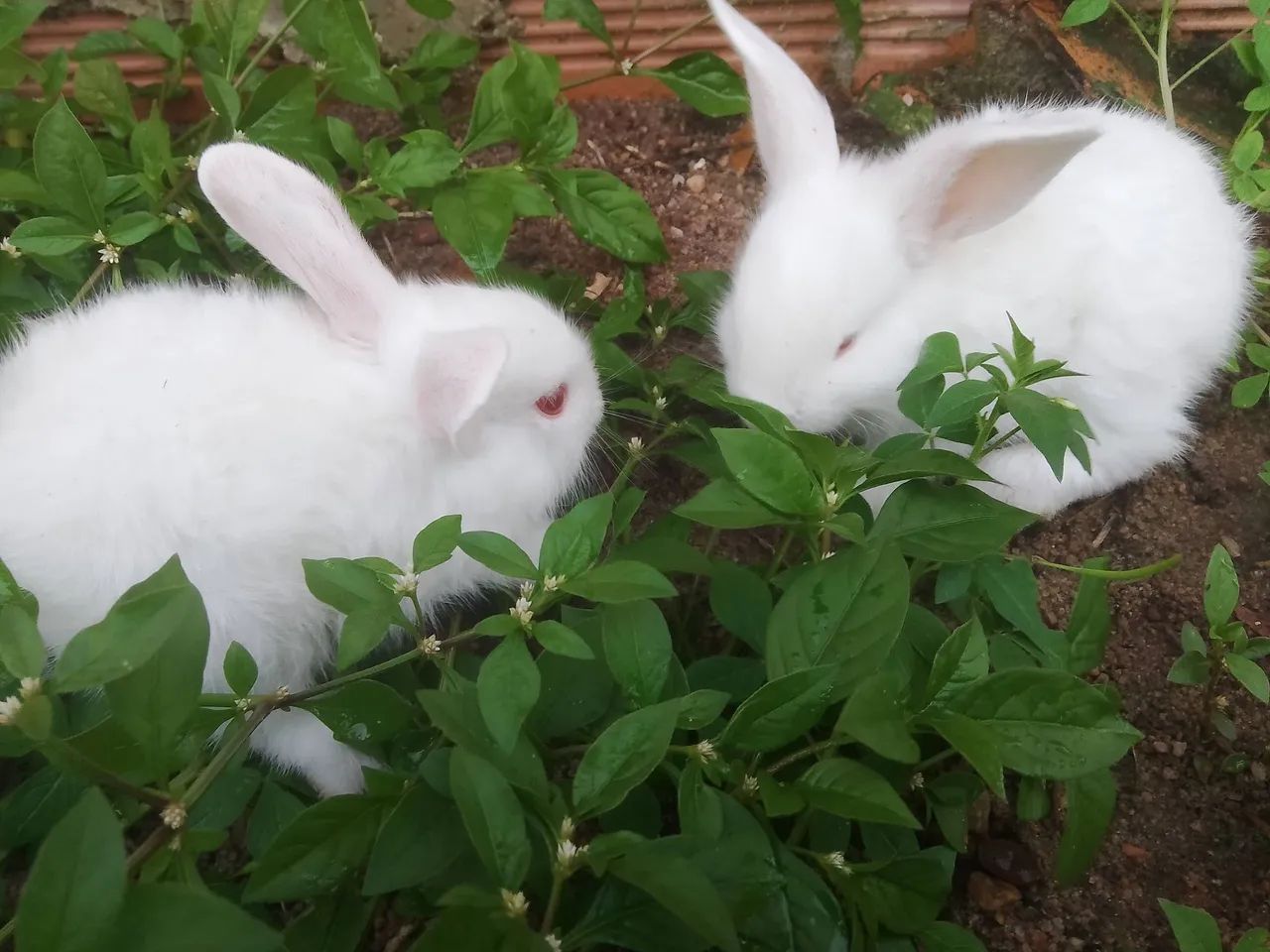 Coelha branca