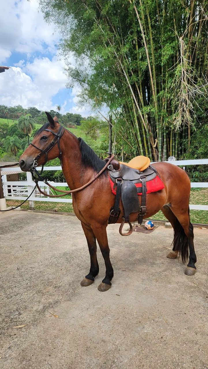 Cavalo Castrado MM - Foto 5