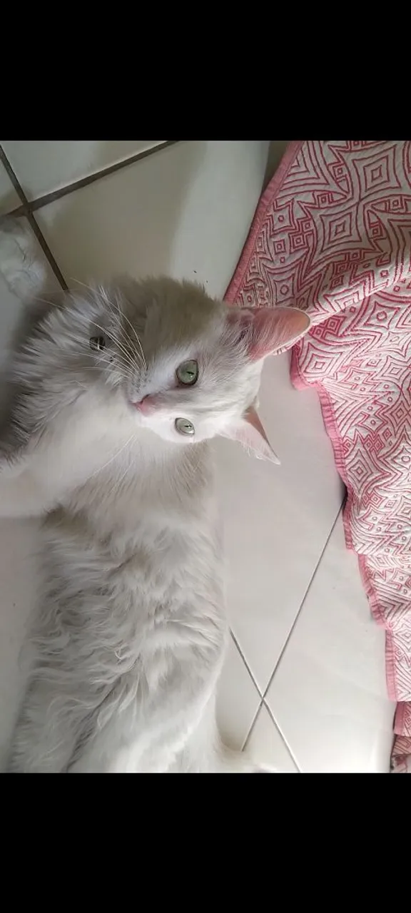 Gatinho branco adulto Adoção responsável