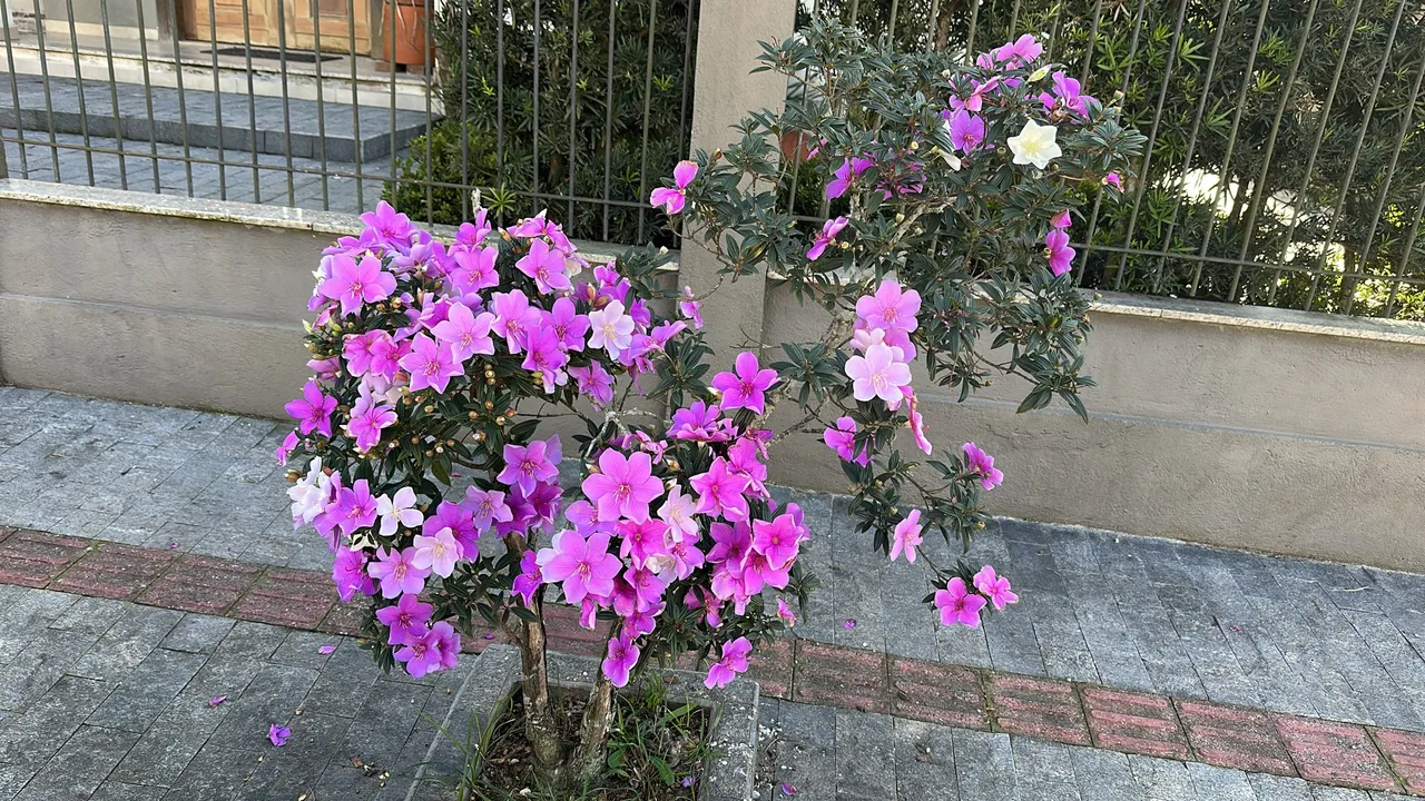 Manacá da Serra colorida