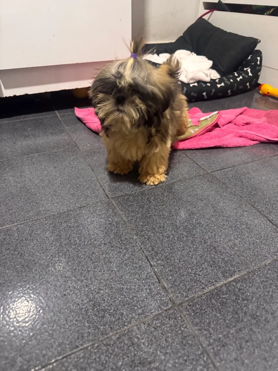 Filhote Shih Tzu Fêmea