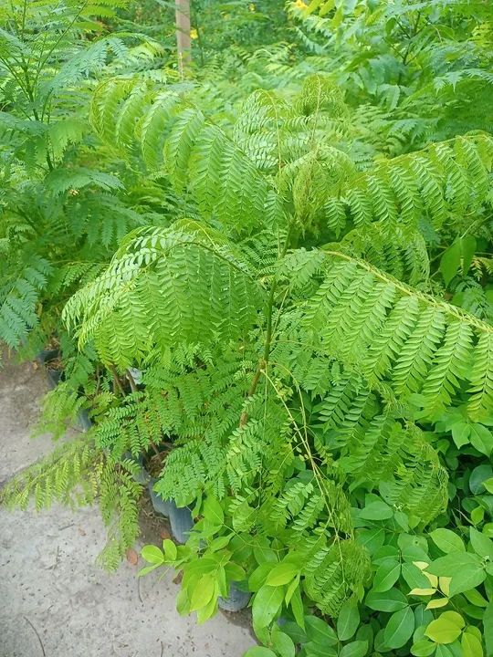 Vendo mudas de Jacarandá Mimoso 