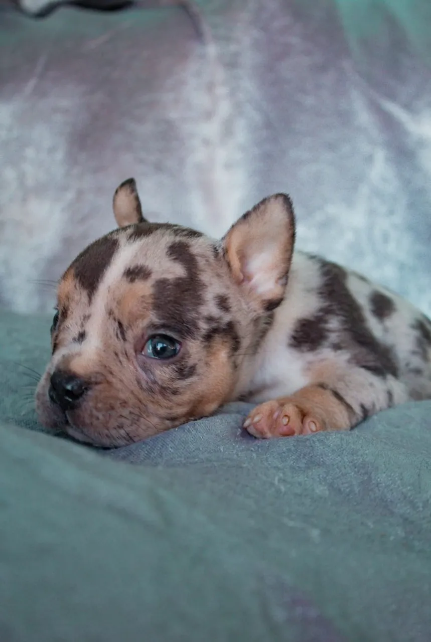 *American Bully*