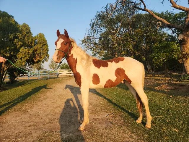 Potro Paint Horse - Foto 5