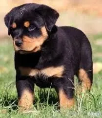Filhote de Rottweiler vc merece um amigão