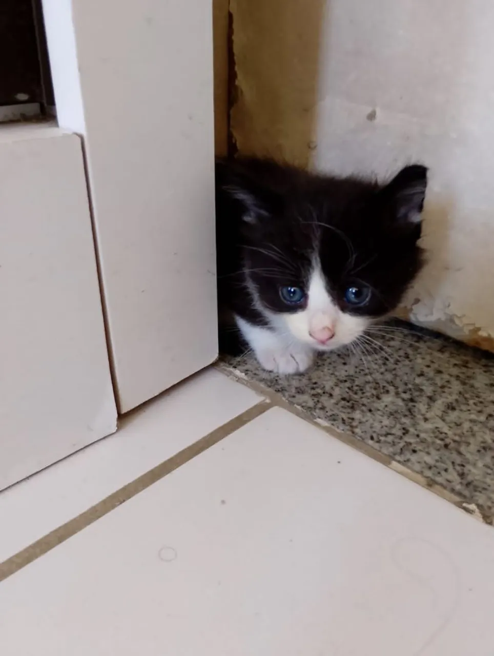 Gata de apenas um mês pra doação