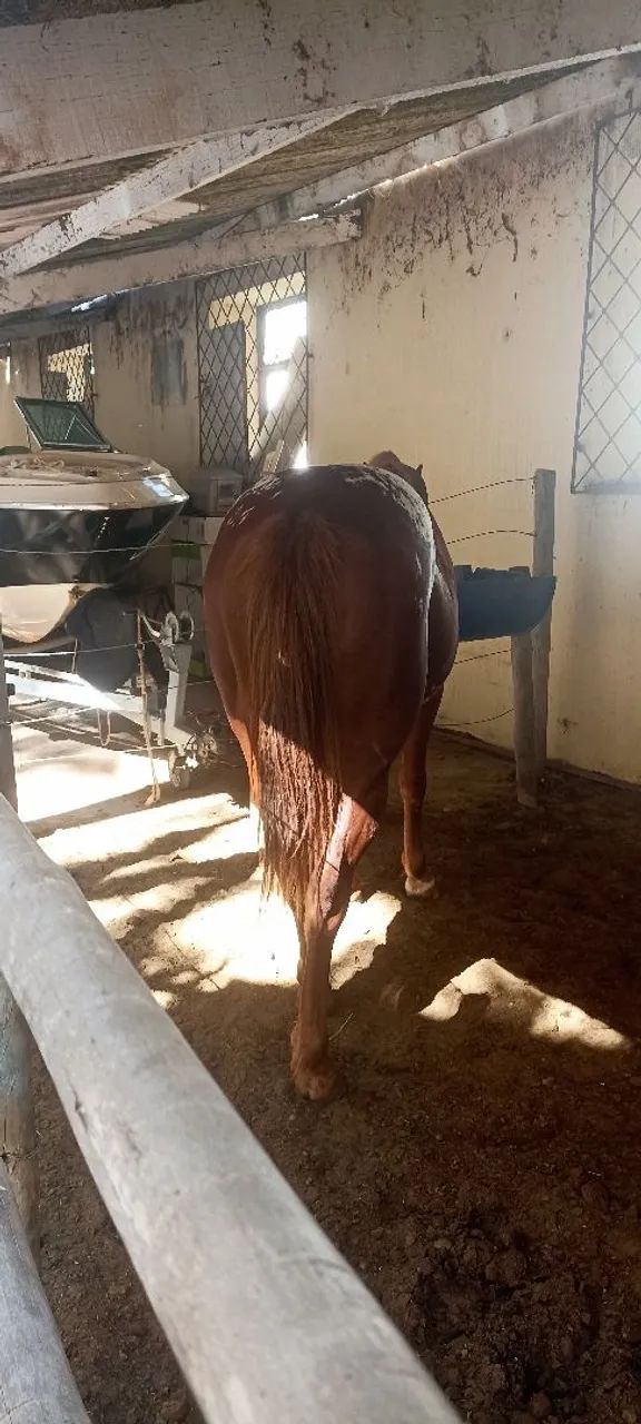 Cavalo  - Foto 5