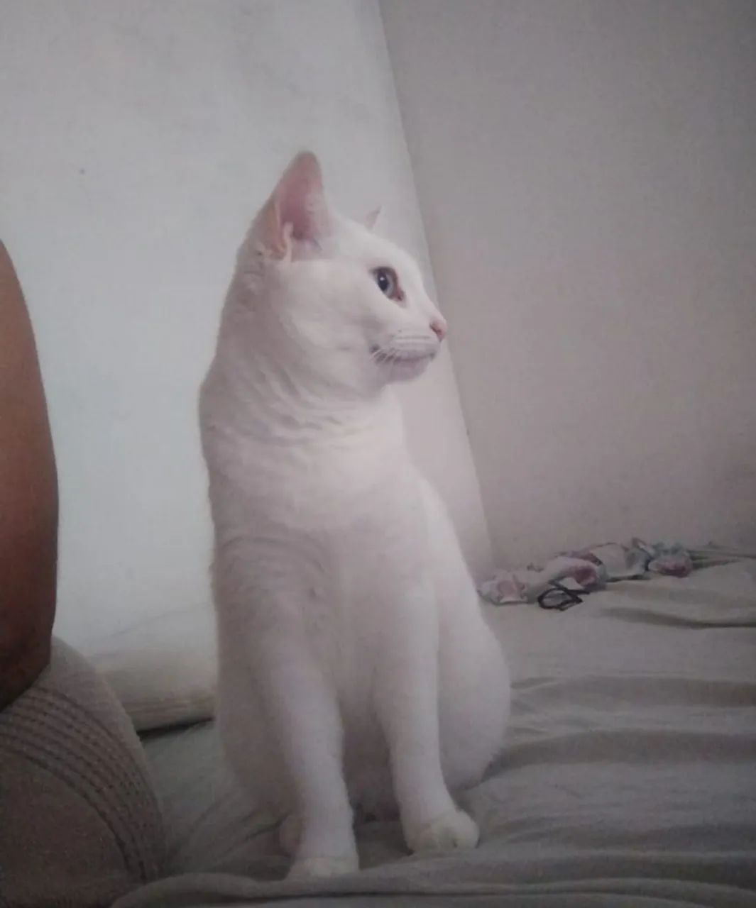 Gatos castrados para  doação! - Foto 4