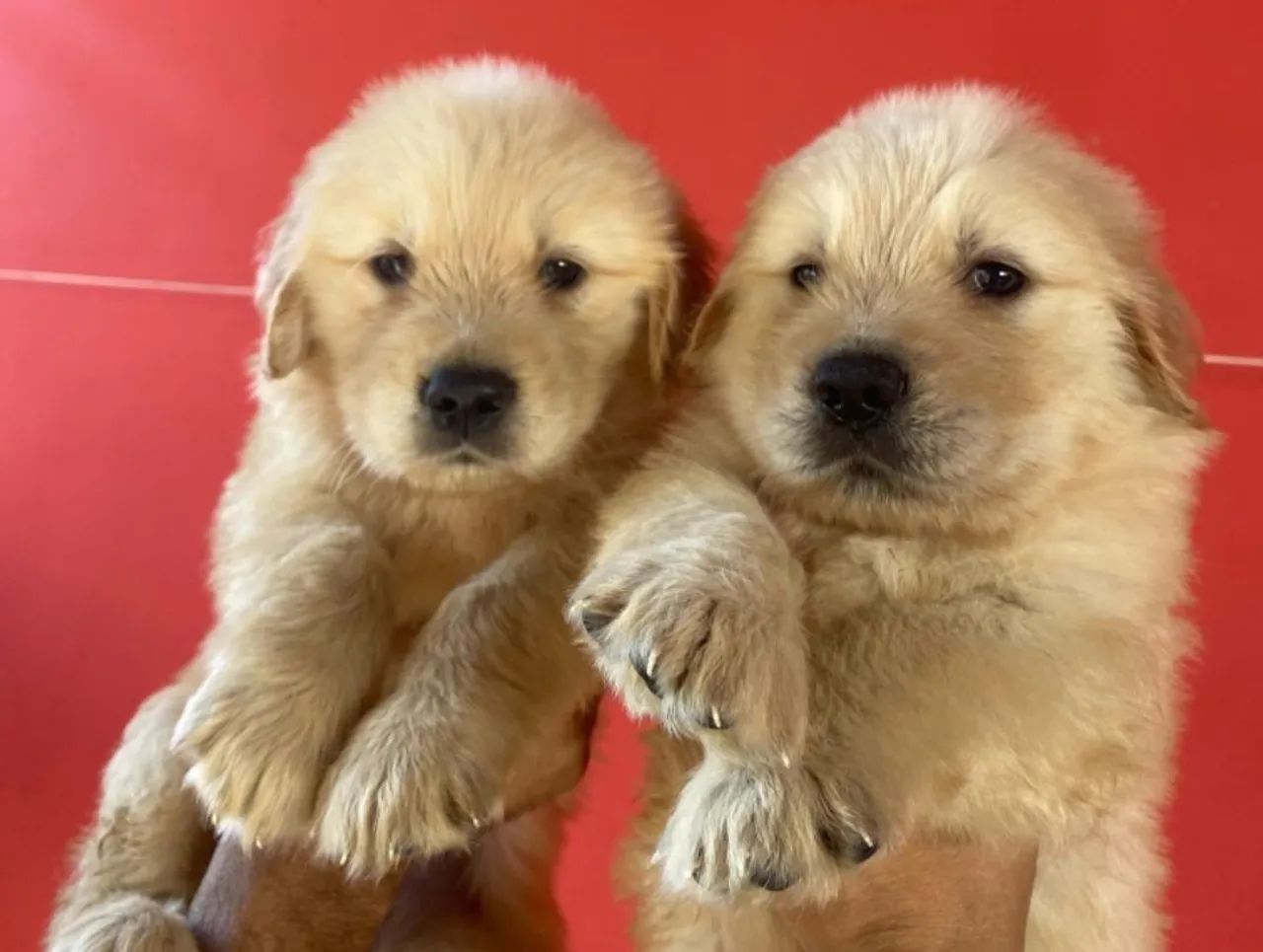  filhotes Golden Retriever - Foto 2