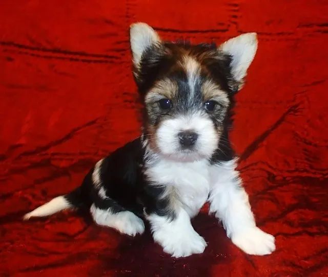 Mini, elegante e puro amor: é Biewer Yorkshire Terrier!