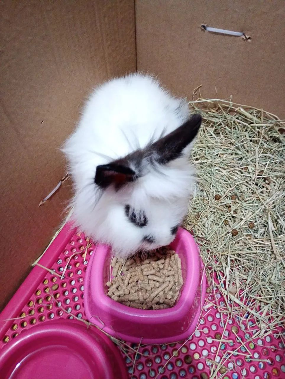 Vendo casal de coelho raça Lionhead  - Foto 2