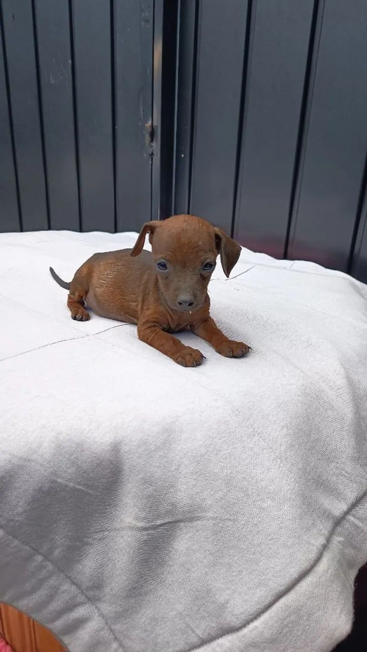 Lindos filhotes de pinscher macho e femea parcelo e entrego  - Foto 5