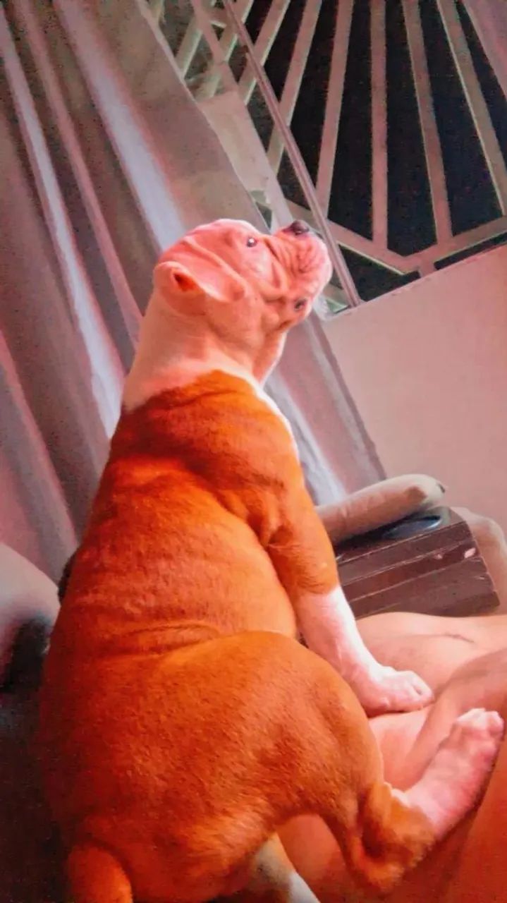 Filhote de olde english bulldogge 