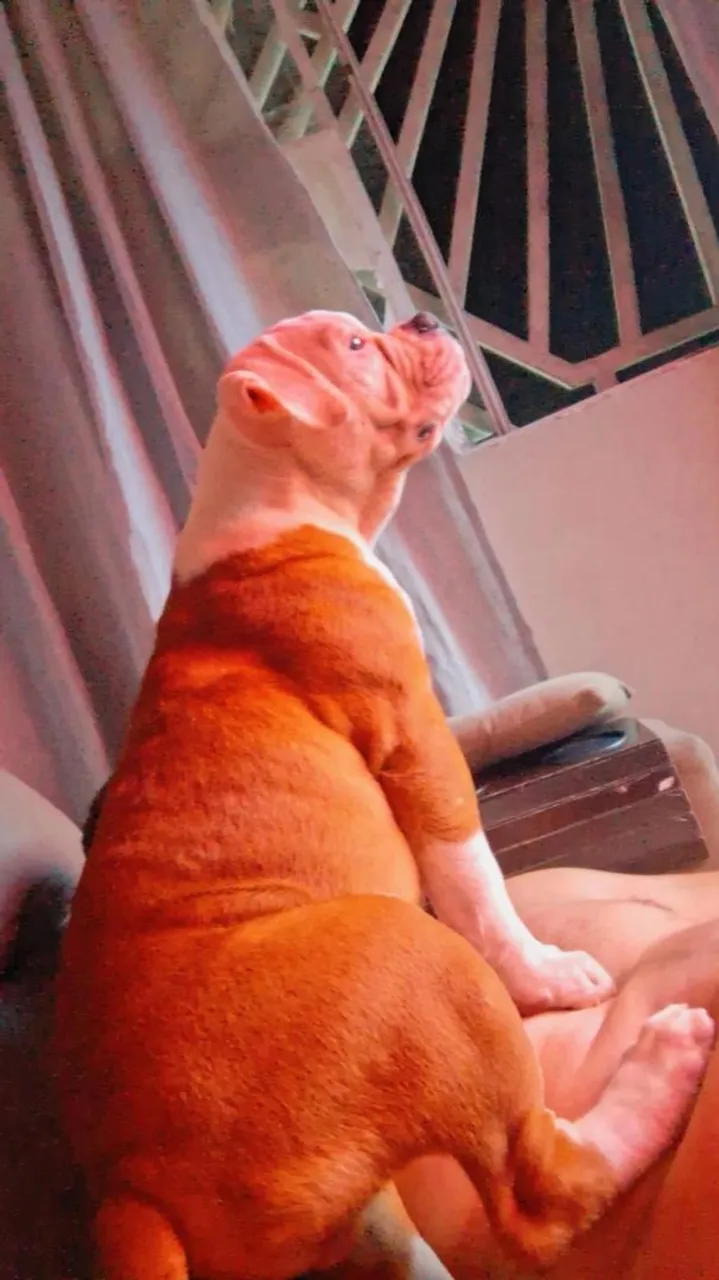 Filhote de olde english bulldogge