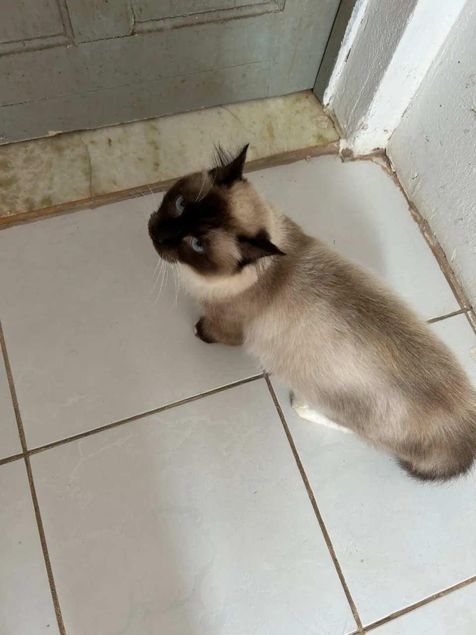 Linda gata olhos azuis mestiça com Regdoll e siamês