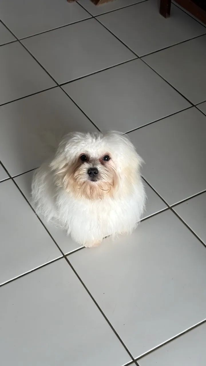 Cachorro Maltês - Foto 3