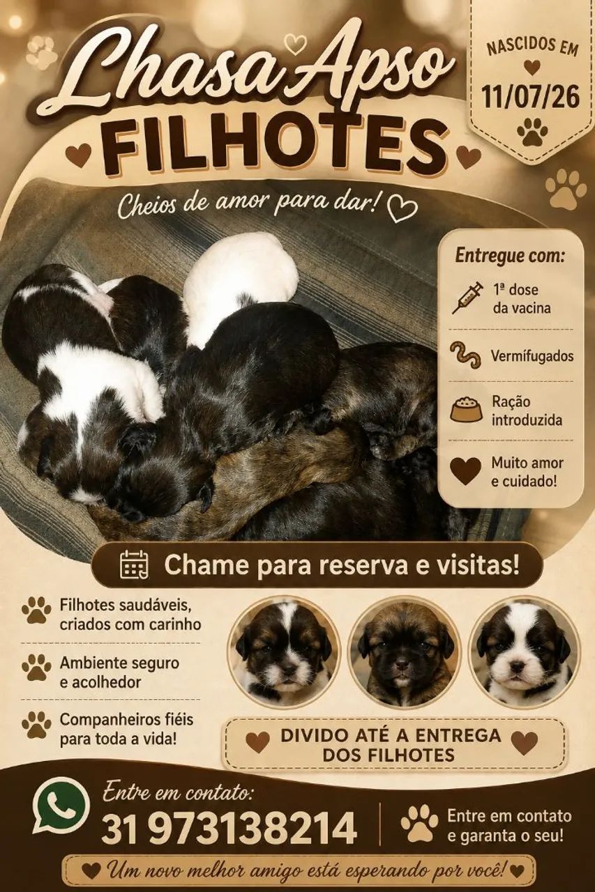 Filhotes de Lhasa Apso 
