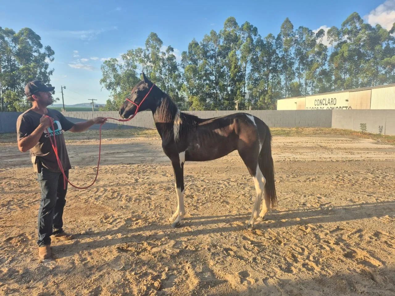 Potro Pampa de Preto