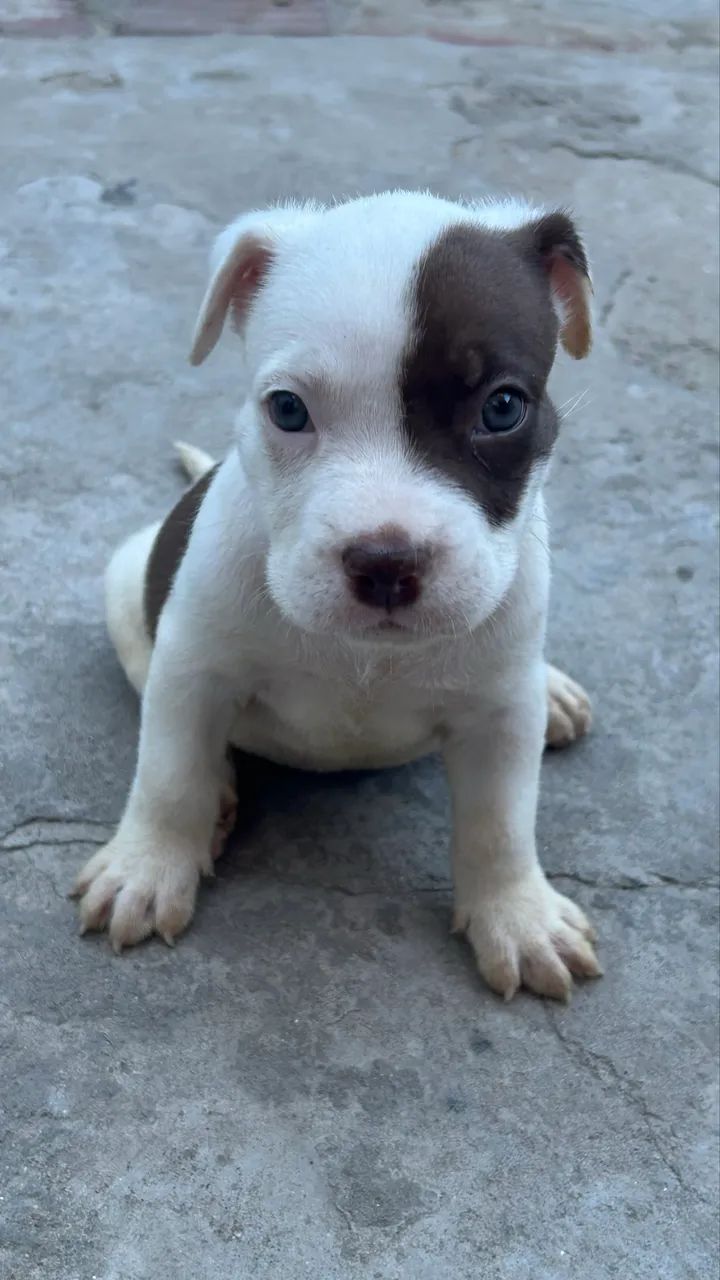 Cachorro - Foto 5