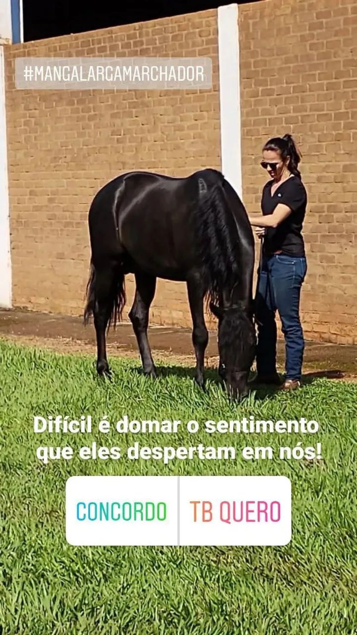 Raridade, cavalo preto Registrado, manso de marcha batida, lindo, quem vê quer montar! - Foto 4
