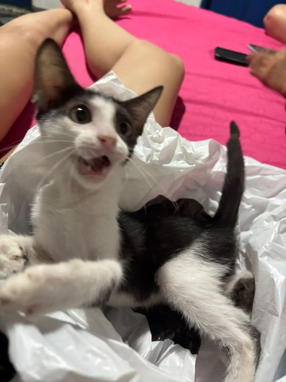 Gata para adoção  - Foto 3