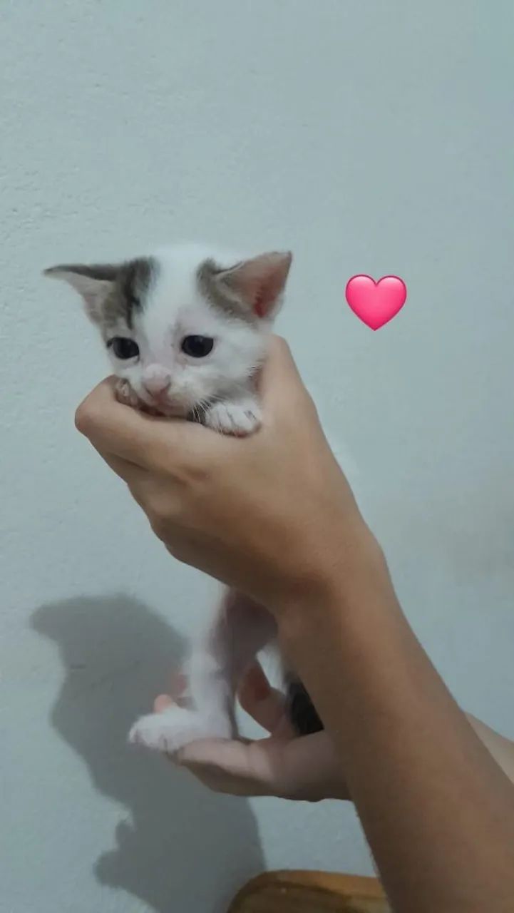 Gatinhos para adoção - Foto 3