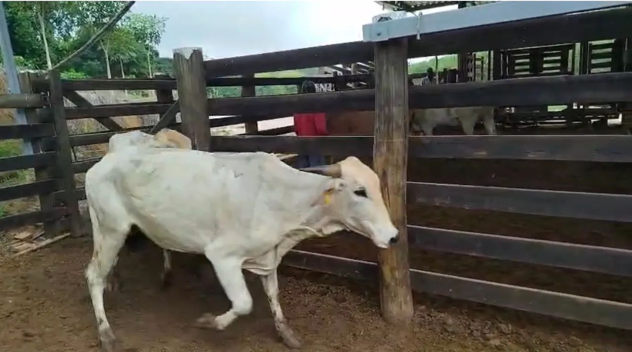 Vacas cruzadas - Foto 4