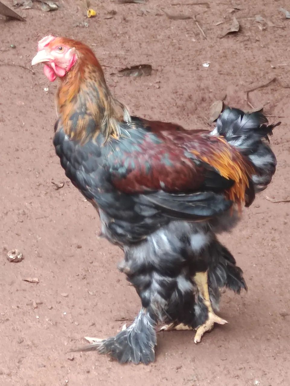 Galinhas brahmas  - Foto 4