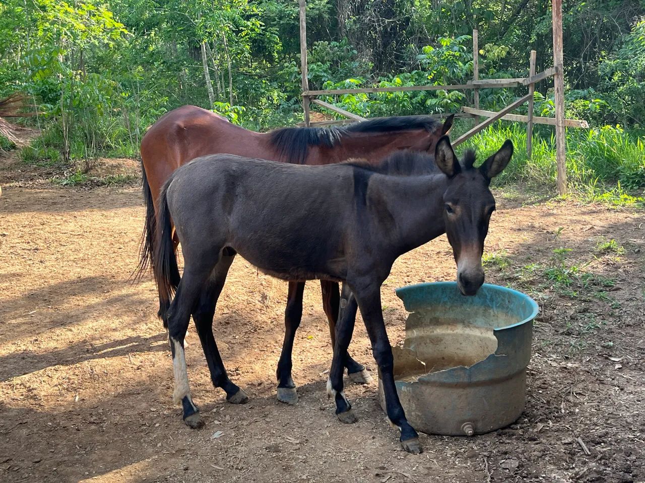 Burro calçado  - Foto 2