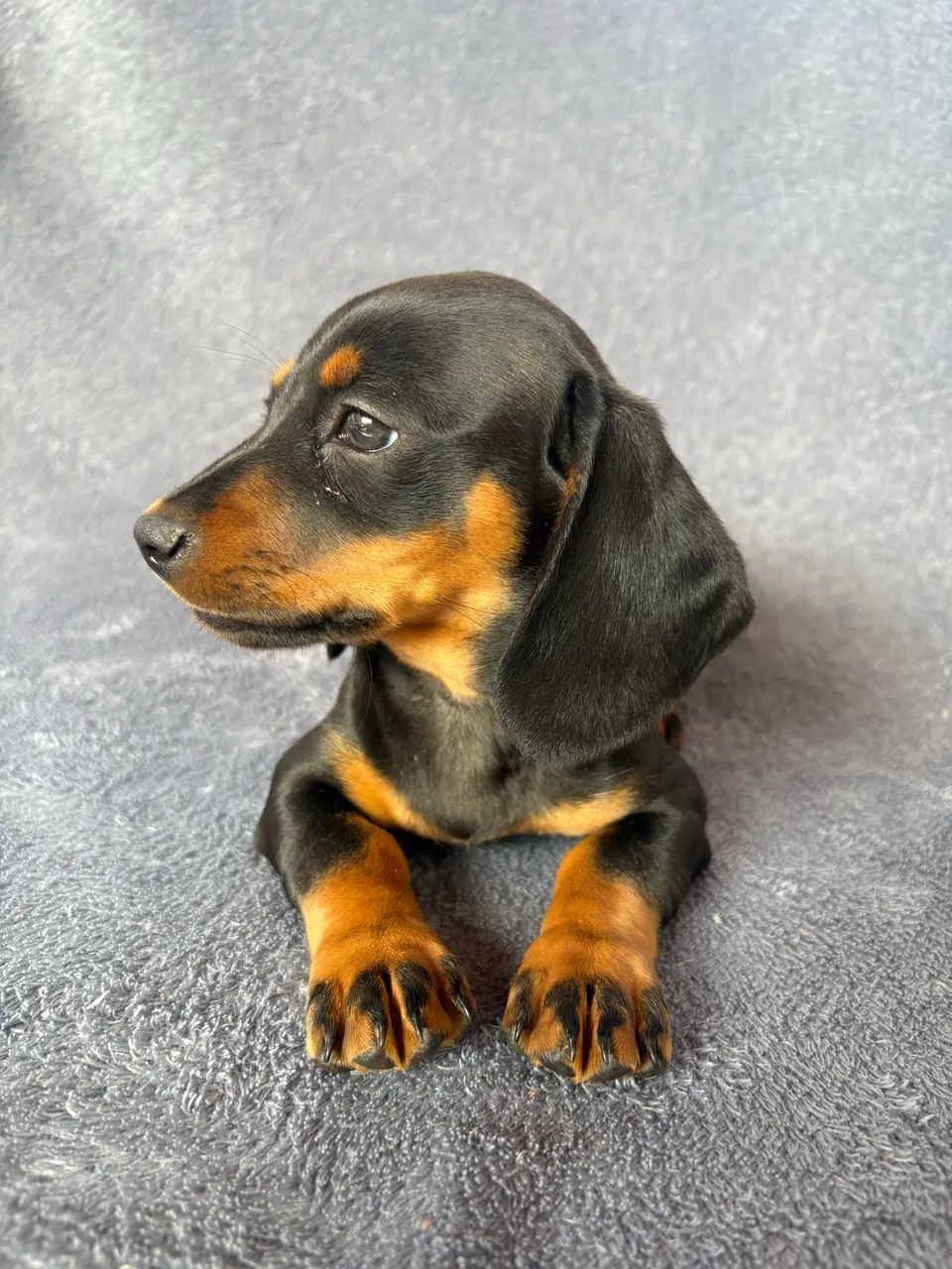 Dachshund fêmea  - Foto 3