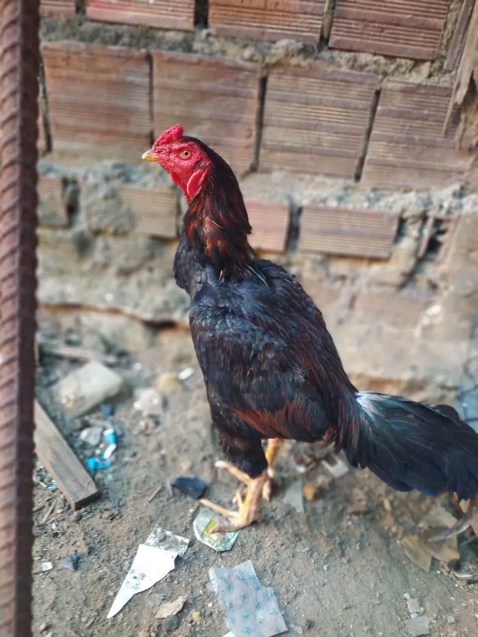 Vendo Galos de raça 