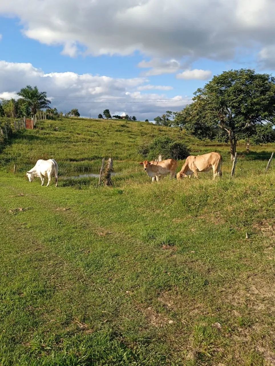 Fazenda a venda - Foto 3