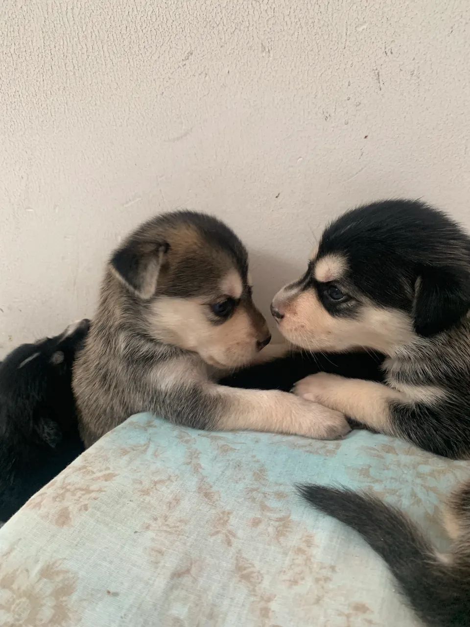 Husky siberiano  - Foto 4