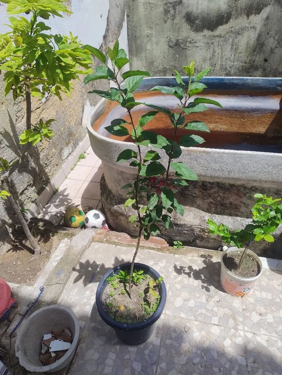 Planta  maçã Eva com 90 centímetros  - Foto 4