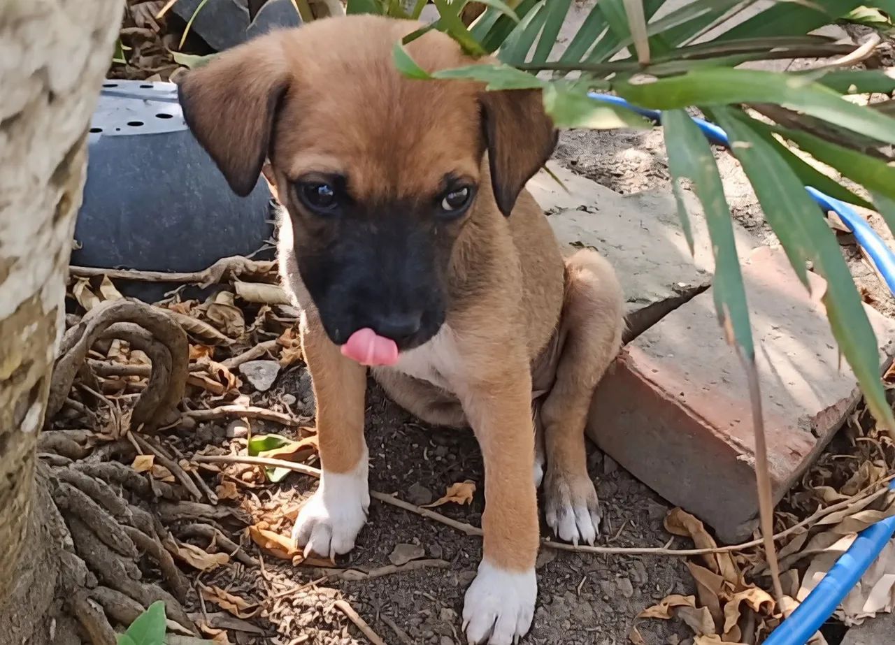Cachorrinhos para adoção responsável  - Foto 4