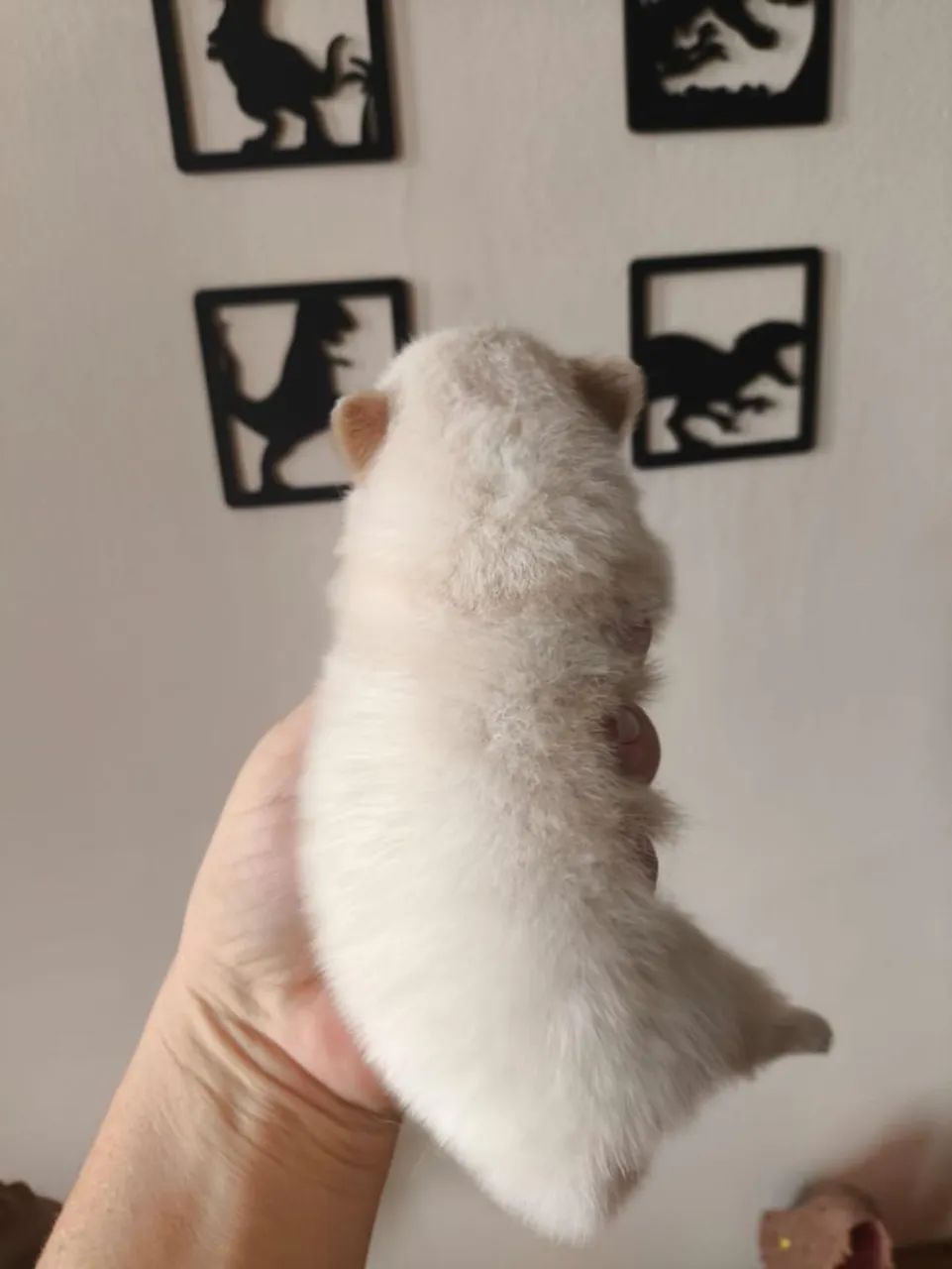 Spitz Alemão Micro Branco Neve  - Foto 3