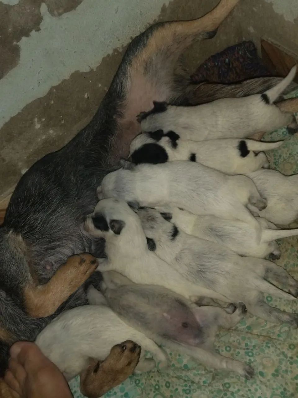 Filhotes de burriler  - Foto 2