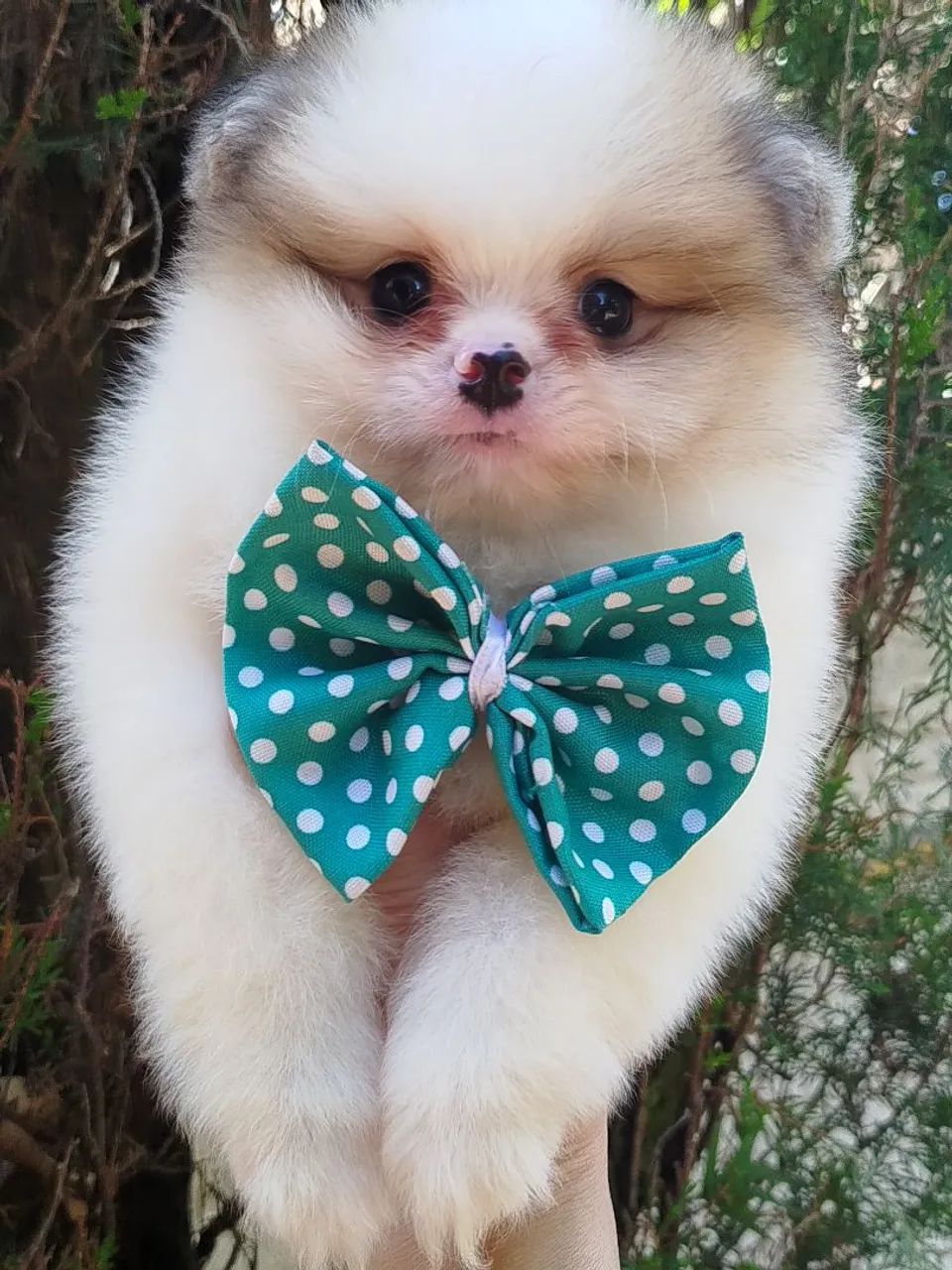 Machinho de spitz alemão particolor. - Foto 3
