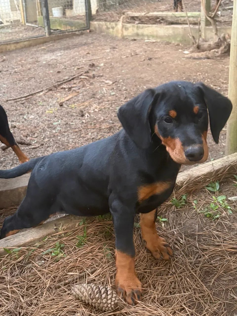 Filhote femea dobermann R$1.500,00