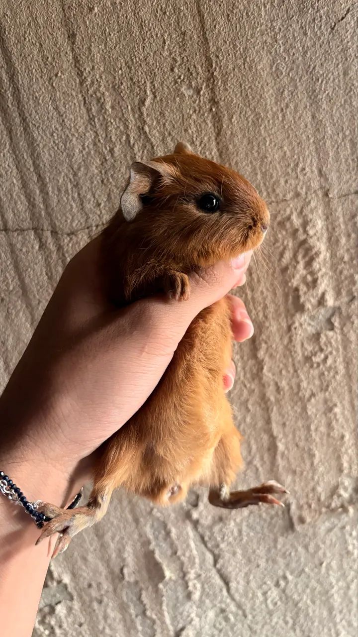 Porquinho-da-índia - Foto 2