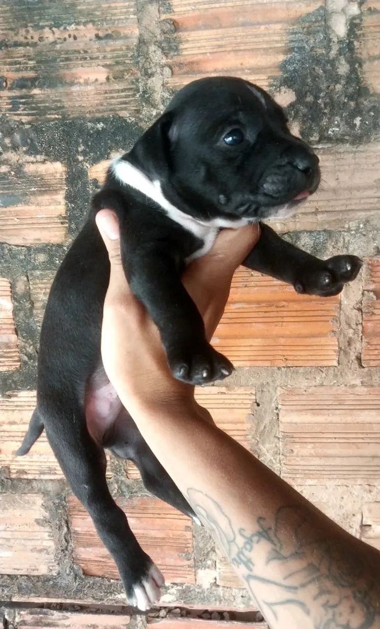 Filhotes de pitbull - Foto 2