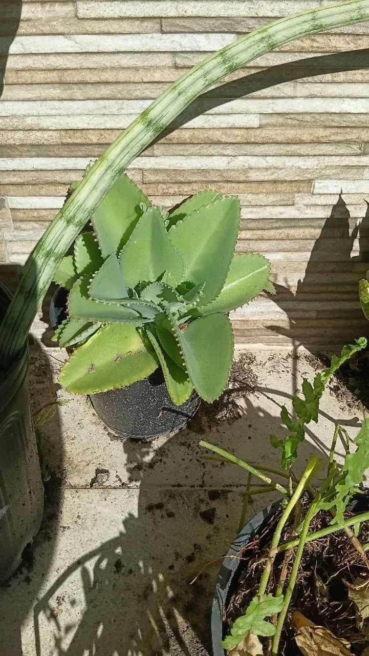 Mudas Suculentas variadas  - Foto 2
